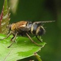 Photos: オオハキリバチ Megachile sculpturalis DSCN3453