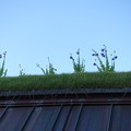 Photos: 草屋根に咲くキキョウ