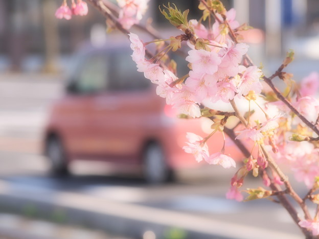 沿道の河津桜