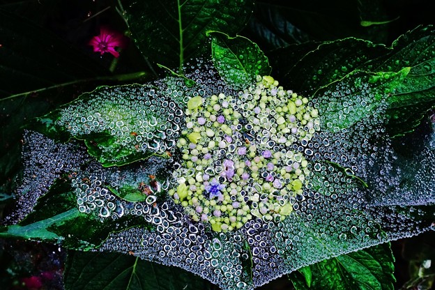 紫陽花と蜘蛛の巣と水滴