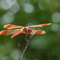 蜻蛉の季節（ミヤマトンボ）