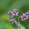 八幡湿原の花(オオマルバノホロシ)