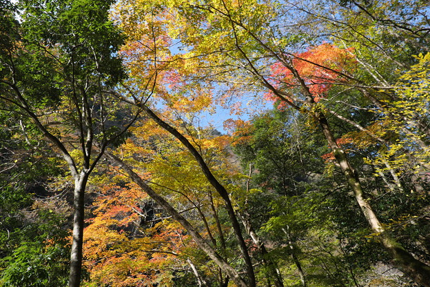 秋の三段峡(3)