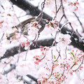桜に雪、ヒヨ