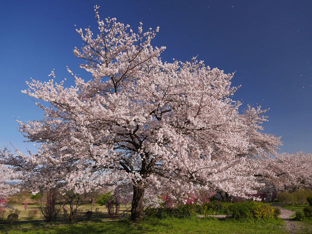 桜…