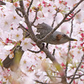 桜、ヒヨドリさんの天下でした。