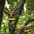 Photos: 鹿さん？！