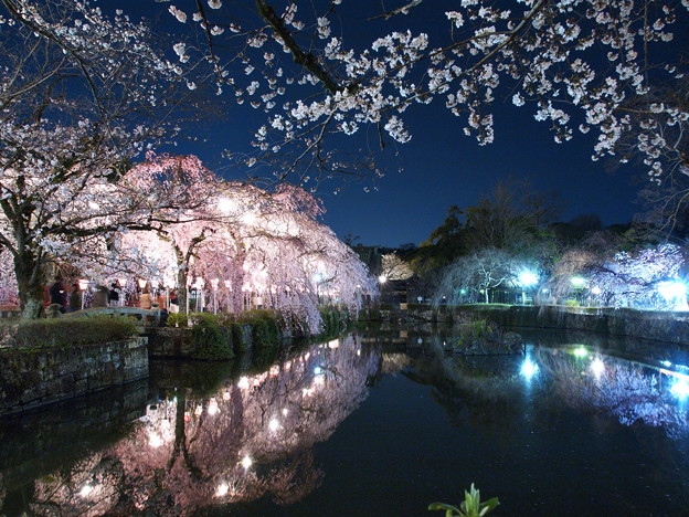 神池に映える桜