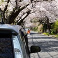 Photos: 相棒と桜パシャ～
