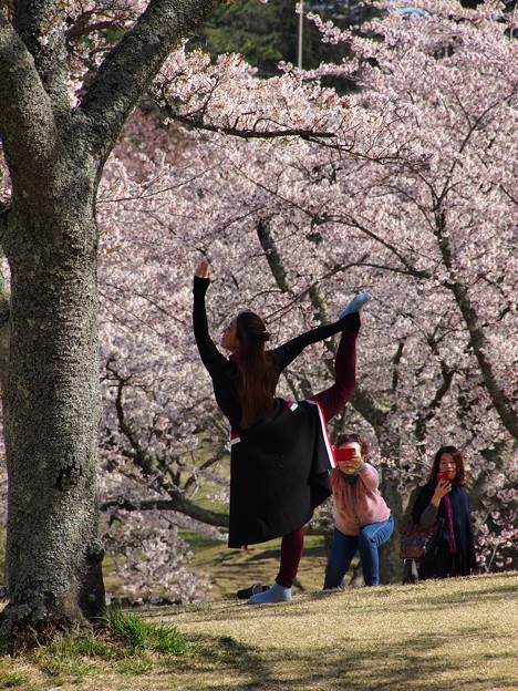 桜の下のバレエダンサー