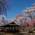 Photos: 桜に覆われた東屋