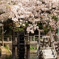 Photos: 散りし桜、水車の元へ