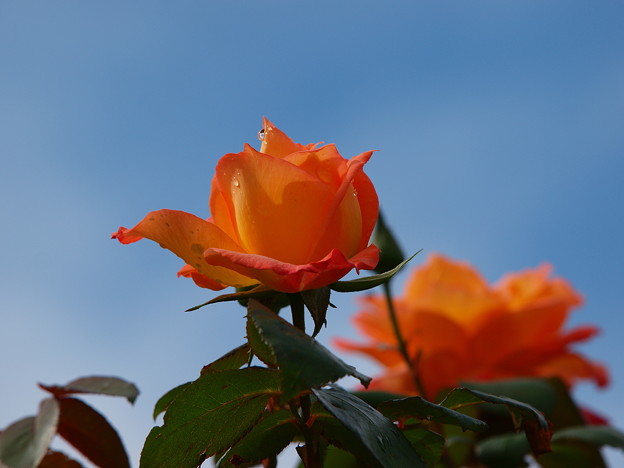 秋の空を仰ぐ秋薔薇 写真共有サイト フォト蔵