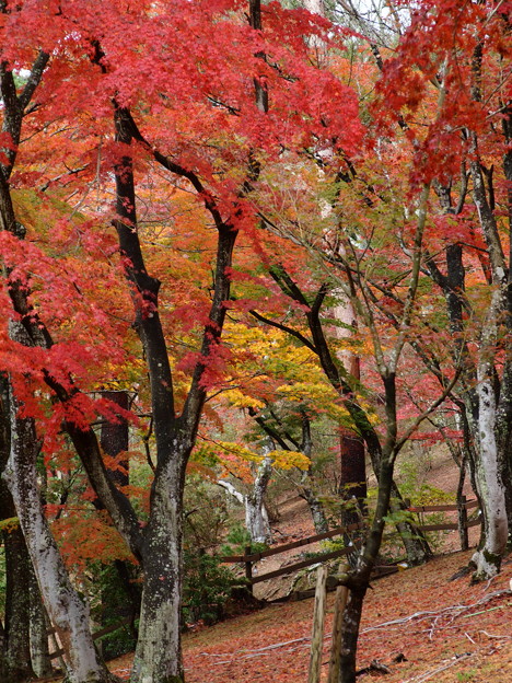 秋色した木立