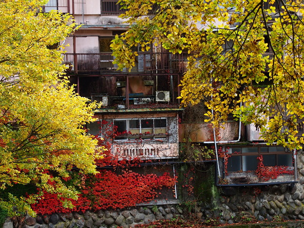 Photos: 秋色が這いずり回る家
