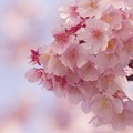 Photos: 熱海桜ブーケの如く