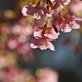 Photos: 柿田川公園にも春の足音が…