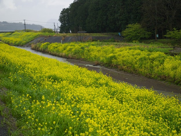 柿沢川の春の香り