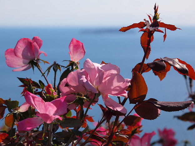 Photos: 海辺の秋薔薇