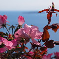Photos: 海辺の秋薔薇