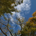 秋の青空・秋の雲、そして、ちょっとだけ秋色