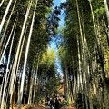 Photos: 晩秋の竹林の小径