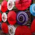 Photos: 和傘ファミリーだよ、全員集合～