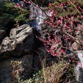 紅梅と三段の滝