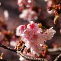 熱海桜も咲いて