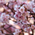 Photos: しっとり熱海桜色