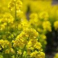 Photos: 春の香り～菜の花畑 2021-b
