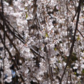 Photos: 弘法寺の桜