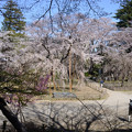 Photos: 弘法寺の桜