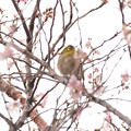 Photos: 冬桜とメジロ君