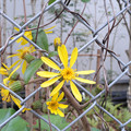Photos: 黄色い花
