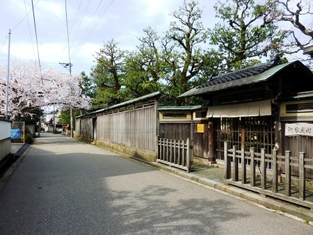 3、寺町～犀川の桜