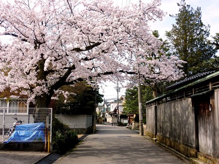 4、寺町～犀川の桜