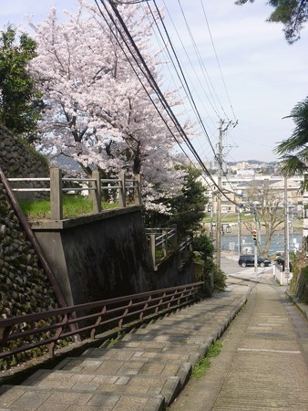 7、寺町～犀川の桜