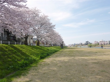 10、寺町～犀川の桜