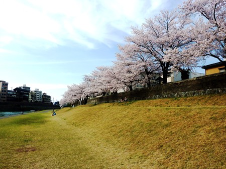 21、寺町～犀川の桜