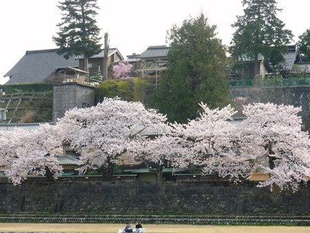 22、寺町～犀川の桜
