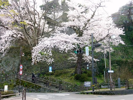 23、寺町～犀川の桜
