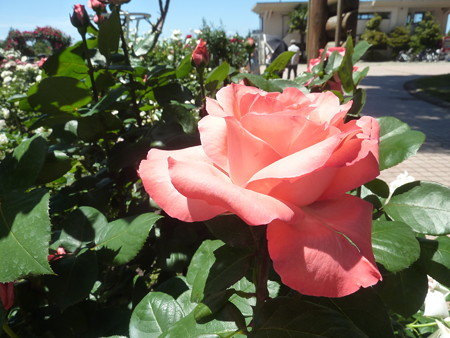 春の薔薇園（１５）