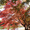 Photos: 池端の紅葉並木