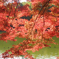 水面の反射光に染まる紅葉