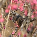 Photos: 寒緋桜とヒヨドリ