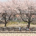 桜並木と宇都宮線