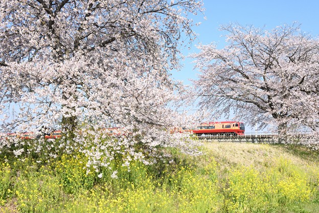 桜と菜の花の思川橋梁を行く赤い特急きぬがわ号