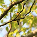 Photos: 枝にとまるキビタキ