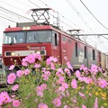 Photos: 秋桜の宇都宮線を行く金太郎貨物列車